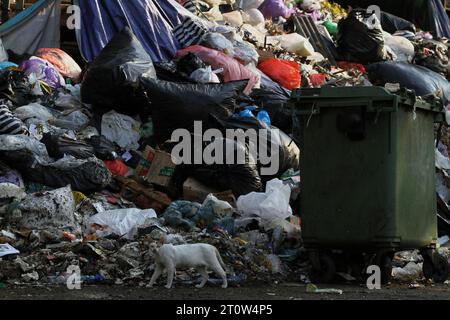 9. Oktober 2023, Yogyakarta, Spezialregion Yogyakarta, Indonesien: Eine Katze spaziert in der Nähe eines Müllhaufens in Yogyakarta. (Kreditbild: © Angga Budhiyanto/ZUMA Press Wire) NUR REDAKTIONELLE VERWENDUNG! Nicht für kommerzielle ZWECKE! Stockfoto