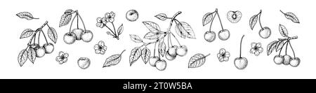 Kirschbeeren, Brach und Blüte im Sketch-Stil. Vektor-Illustration gravieren. Handgezogene Sauerfrüchte. Botanische Strichkunst Stock Vektor