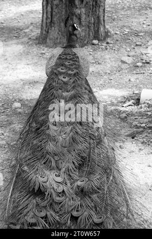 Schwarz-weißer Pfau (Peafowl, Peachicken) Zugheck von hinten geschlossen im berühmten Touristenattraktionspark Seven Springs (Epta Piges) Stockfoto