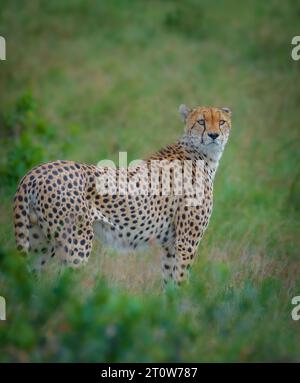 Afrikanischer Gepard aus Maasai Mara Kenia, Afrika, Gepard, Gepard Brüder, vier Brüder Gepard Stockfoto