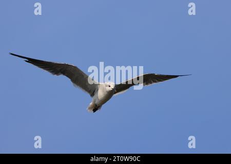 Eine Möwe, die über ihrem Nest schwebt und anmutig mit ausgestreckten Flügeln durch den Himmel gleitet Stockfoto