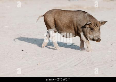 Haushalt Ein kleines Schwarzes Schwein schnüffelt Luft in der Farm. Stockfoto