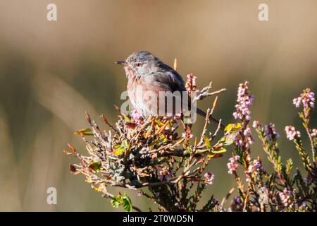 Dartford Warbler, Sylvia Undata, Sussex, Großbritannien Stockfoto