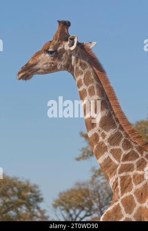 NAMIBIA IM SÜDLICHEN AFRIKA Stockfoto