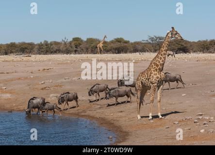 NAMIBIA IM SÜDLICHEN AFRIKA Stockfoto