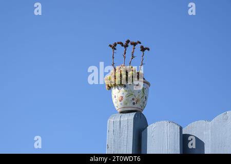 Hausleeks (Sempervivum) saftige Pflanze in einem Blumentopf auf einem hölzernen Zaunpfosten in der Sonne vor einem blauen Himmel, schöne Begrüßung und Dekoration im Stockfoto