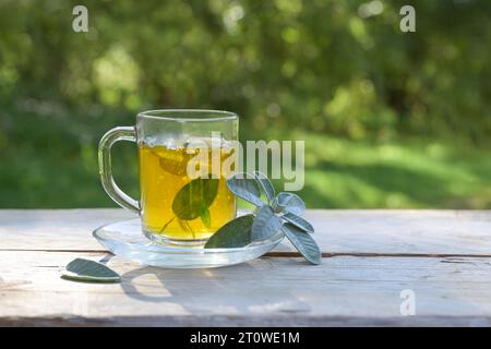 Kräutertee aus Salbeiblättern in einem Glasbecher auf einem hölzernen Gartentisch, gesundes Heißgetränk und Hausmittel gegen Husten, Halsschmerzen, Erkältung und Grippe, grüne Ba Stockfoto