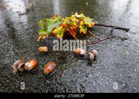 Herbstwetter in Brandenburg DEU/Deutschland/Brandenburg/Proschim, 09.10.2023, Herbstlich nasses Regenwetter in Brandenburg, Eichenlaub und Eicheln liegen auf einer regennassen Straße in der Lausitz, Symbolfoto. *** Herbstwetter in Brandenburg DEU Deutschland Brandenburg Proschim, 09 10 2023, Herbstnasses Regenwetter in Brandenburg, Eichenblätter und Eicheln liegen auf einer regendurchnässten Straße in der Lausitzer, Symbolfoto AF IMG 14604.jpeg Stockfoto