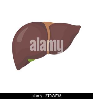 Menschliches Lebersymbol auf weißem Hintergrund. Vektorabbildung. Eps 10. Stock Vektor