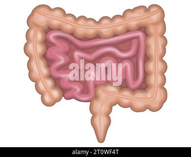 Das innere Organ des menschlichen Körpers. Darme isoliert auf weißem Hintergrund. Vektorabbildung. Eps 10. Stock Vektor