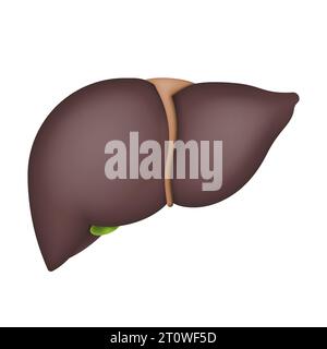 Menschliche Leber isoliert auf weißem Hintergrund. Vektorabbildung. Eps 10. Stock Vektor