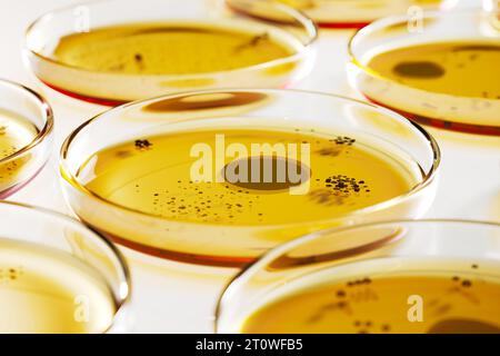Petrischalen mit gelbem Agar, die kreisförmige Pilz- oder Bakterienkolonien enthalten Stockfoto