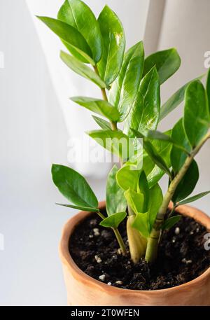 Junge Zimmerpflanze Zamioculcas Sansibar Edelstein ZZ Pflanze. Aroidenpalme in einem braunen Keramiktopf. Vertikaler Freischnitt. Nahaufnahme. Stockfoto