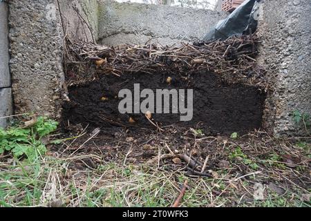 Der Komposthaufen im Garten wurde zu Humus Stockfoto