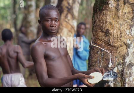 Liberia, Region Bomi; Arbeiter in der Plantage entwässern Gummiflüssigkeit aus Gummibäumen. Stockfoto
