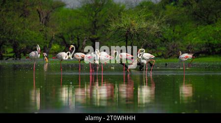 Große Flamingos, große Flamingos, Gruppe der großen Flamingos, Gruppe der großen Flamingos, afrikanische Flamingos, afrikanische Flamingos Stockfoto