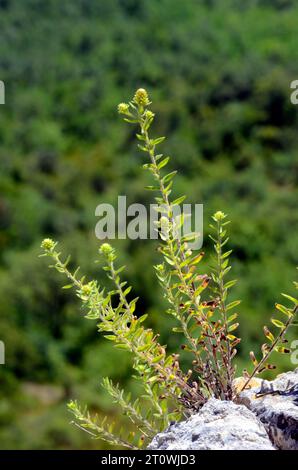 Steintee (Chiliadenus glutinosus oder Jasonia glutinosa) im Blumenwuchs zwischen Steinen. Stockfoto