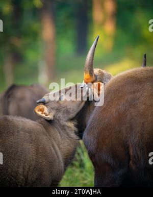 Der Kaur, auch bekannt als der indische Bison, ist ein Rind, das in Süd- und Südostasien beheimatet ist Stockfoto