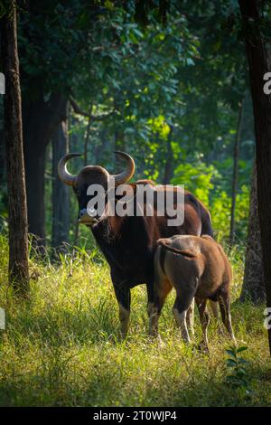 Der Kaur, auch bekannt als der indische Bison, ist ein Rind, das in Süd- und Südostasien beheimatet ist Stockfoto