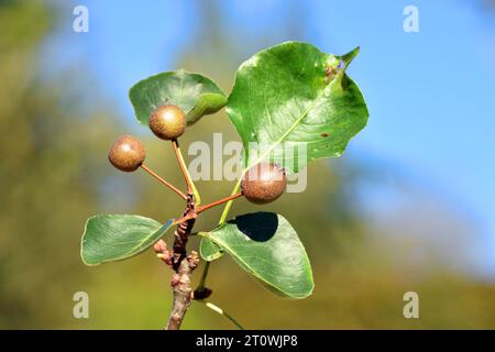 Detail der Blätter und Früchte der Callery Birne (Pyrus calleryana 'Chanticleer') vor einem blauen Himmel Stockfoto