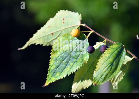 Detail der Blätter und Früchte der europäischen Brennnessel (Celtis australis) Stockfoto