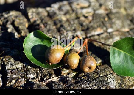 Detail von Blättern und Früchten der Callery Birne (Pyrus calleryana 'Chanticleer') auf Holz Stockfoto