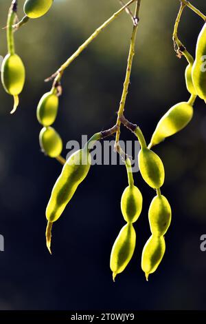 Früchte von Styphnolobium japonicum oder Sophora japonica, bekannt als japanischer Pagode Baum, gesehen gegen das Licht Stockfoto