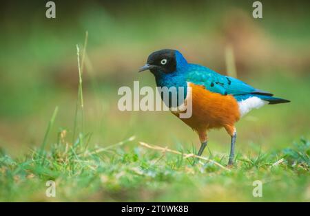 Super Starling ein Mitglied der Starling-Familie. Lamprotornis Superbus Stockfoto