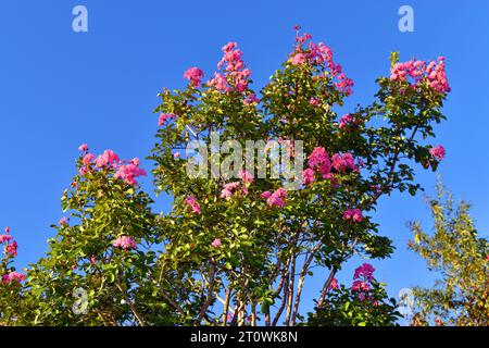 Zweige, Blätter und Blüten der krabbenmyrte (Lagerstroemia indica) vor blauem Himmel Stockfoto