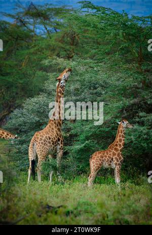 Afrikanische Giraffe, Nigergiraffe oder nigerianische Giraffe, westafrikanische Giraffe Stockfoto