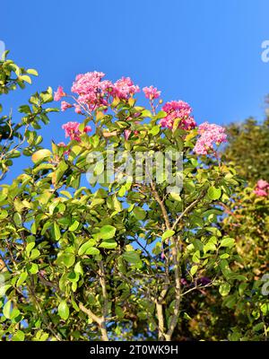 Zweige, Blätter und Blüten der krabbenmyrte (Lagerstroemia indica) vor blauem Himmel Stockfoto
