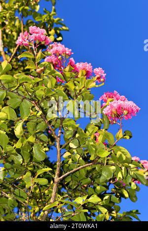 Zweige, Blätter und Blüten der krabbenmyrte (Lagerstroemia indica) vor blauem Himmel Stockfoto