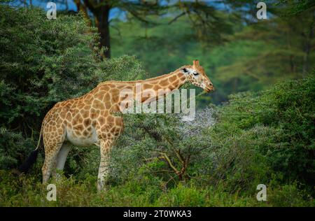 Afrikanische Giraffe, Nigergiraffe oder nigerianische Giraffe, westafrikanische Giraffe Stockfoto