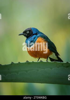 Super Starling ein Mitglied der Starling-Familie. Lamprotornis Superbus Stockfoto