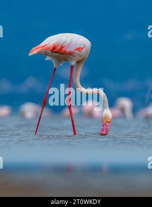 Große Flamingos, große Flamingos, Gruppe der großen Flamingos, Gruppe der großen Flamingos, afrikanische Flamingos, afrikanische Flamingos Stockfoto