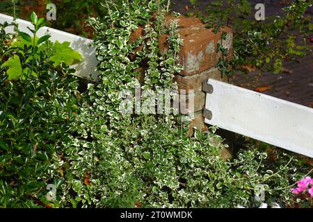 Die Fortune-Spindel (Euonymus fortunei) mit verschiedenen Blättern und die japanische Spindel (Euonymus japonicus). In der Nähe eines Mauerpfosten eines Zauns. Holländischer Garten, Straße. Stockfoto