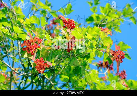 Blätter und rote Früchte von Gelderrosen (Viburnum opulus) mit blauem Himmel. Stockfoto