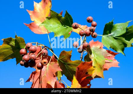Blätter und Früchte des wilden Dienstbaums (Torminalis glaberrima oder Sorbus torminalis) gegen blauen Himmel Stockfoto