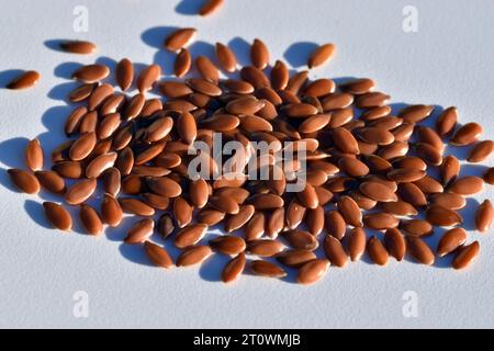 Leinsamen (Linum usitatissimum) auf weißem Hintergrund. Stockfoto