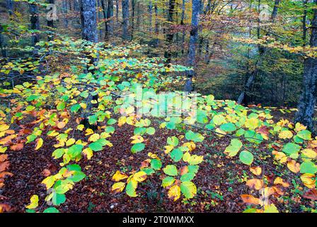 Detail der Äste und Blätter einer Buche (Fagus sylvatica) mit Herbstfarben. Stockfoto