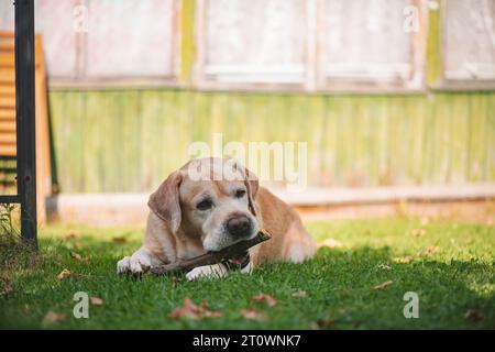 Ein Labrador auf dem Gras nagt an einem Stock. Freizeit, Garten Stockfoto