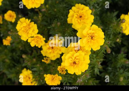 Tagetes patula 'Safari Yellow' französische Ringelblumen. Stockfoto