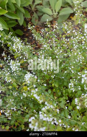 Calamintha nepeta - geringerer Kalamint. Stockfoto