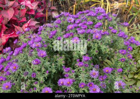 Symphyotrichum novae-angliae 'Purple Dome' New England Aster. Stockfoto