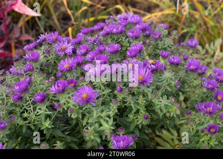 Symphyotrichum novae-angliae 'Purple Dome' New England Aster. Stockfoto