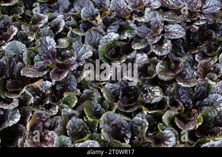 Ajuga reptans „binblasca“ Schwarzer Jakobsmuschelteppich-Bugleweed. Stockfoto