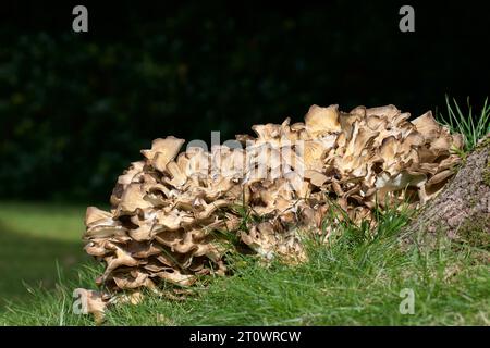 Grifola frondosa, ein Pilzparasit von Laubbäumen, insbesondere Eiche, gilt als einer der besten essbaren Pilze Stockfoto