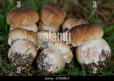 Die gefeierte Wild Mushroom, der Cep, Penny Bun, Steinpilze - alle verwendeten der Boletus edulis Pilz, sehr für seine kulinarischen Qualitäten geschätzt zu beschreiben Stockfoto
