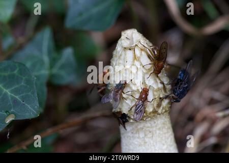 Fliegen fressen die Sporenmasse eines Stinkhornpilzes, Phallus impudicus. Die Akten werden von dem starken Geruch von faulendem Fleisch angezogen. Stockfoto
