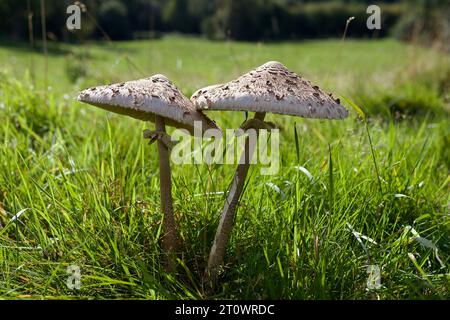 Der Parasol-Pilz, Macrolepiota procera, gilt als guter Speisepilz, sollte jedoch nicht mit anderen ähnlichen Arten verwechselt werden Stockfoto